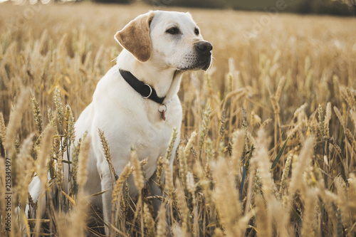 labrador retriever dog sitting in grass meadow, sunset light, close up detail with bokeh, enjoying summer evening, warm colors