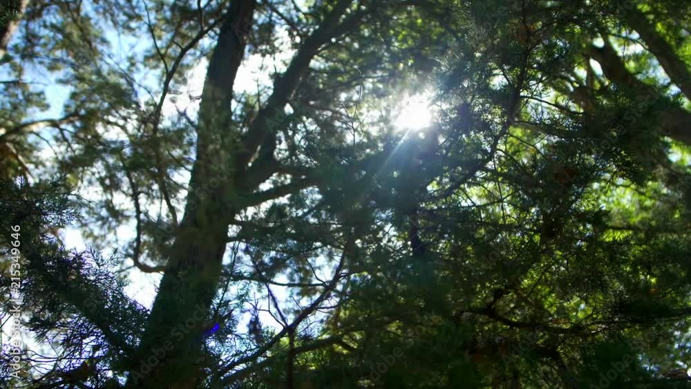 Light coming through trees in cinematic slow motion. Shot on Panasonic GH4 in 120fps exported at 29.98fps.