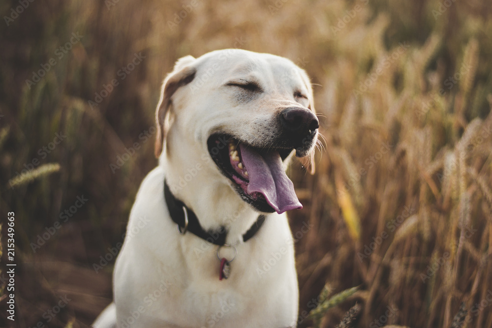 labrador retriever dog sitting in grass meadow, sunset light, close up detail with bokeh, enjoying summer evening, warm colors