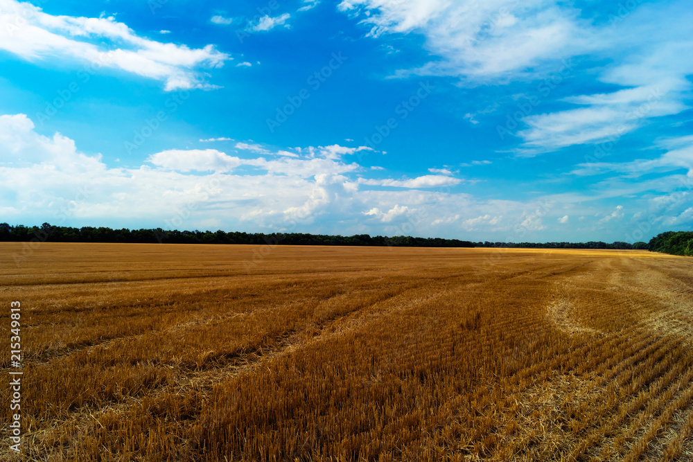 Field after harvest with traces of cars among the remaining cut wheat stalks against the blue sky with clouds.