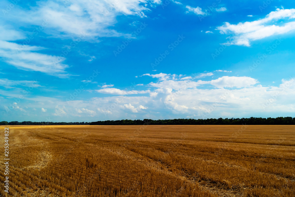 Field after the harvest of wheat, in the distance of a strip of forest with green trees, against a bright blue sky with low clouds.