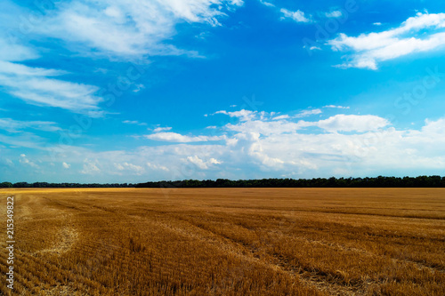 Field after the harvest of wheat, in the distance of a strip of forest with green trees, against a bright blue sky with low clouds.