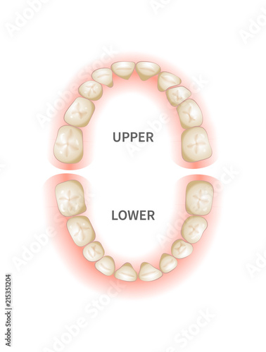 Child teeths sheme, upper and down jaws on white