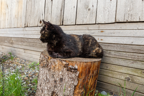 black cat lies on the stump and looks away.