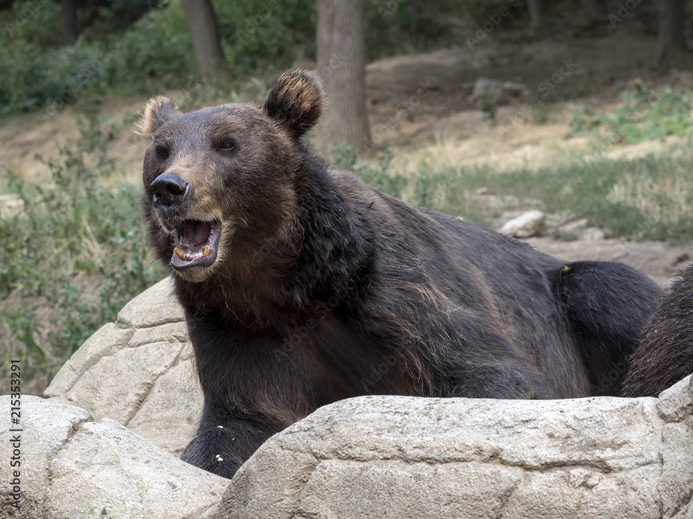 Obraz premium Kamchatka Brown Bear, one of the largest bears