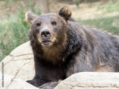 Kamchatka Brown Bear, one of the largest bears