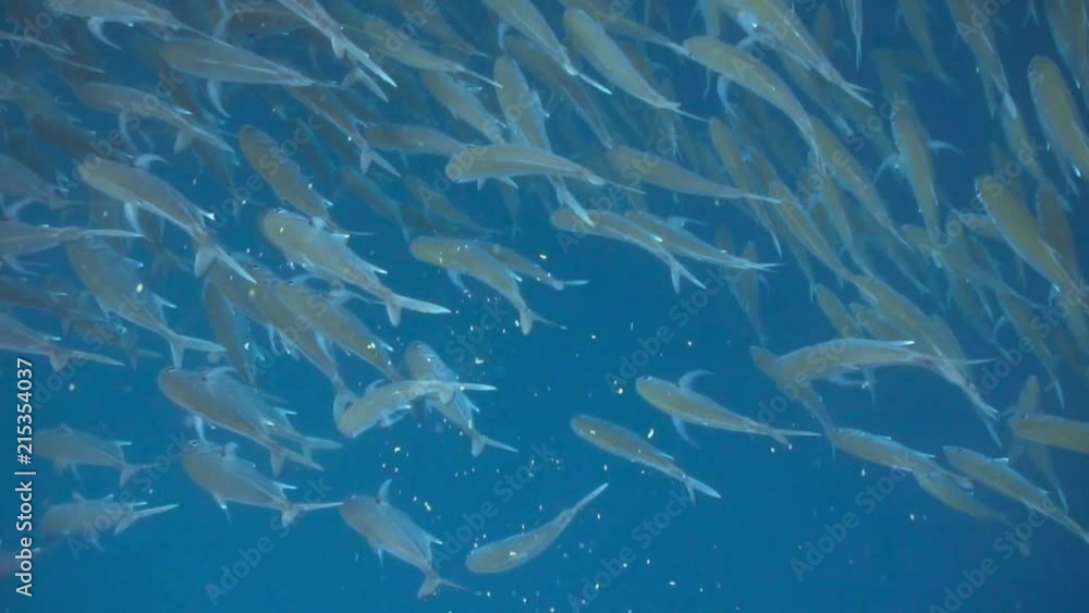 Close encounter with a big school of jack fish Close encounter with a big school of jack fish