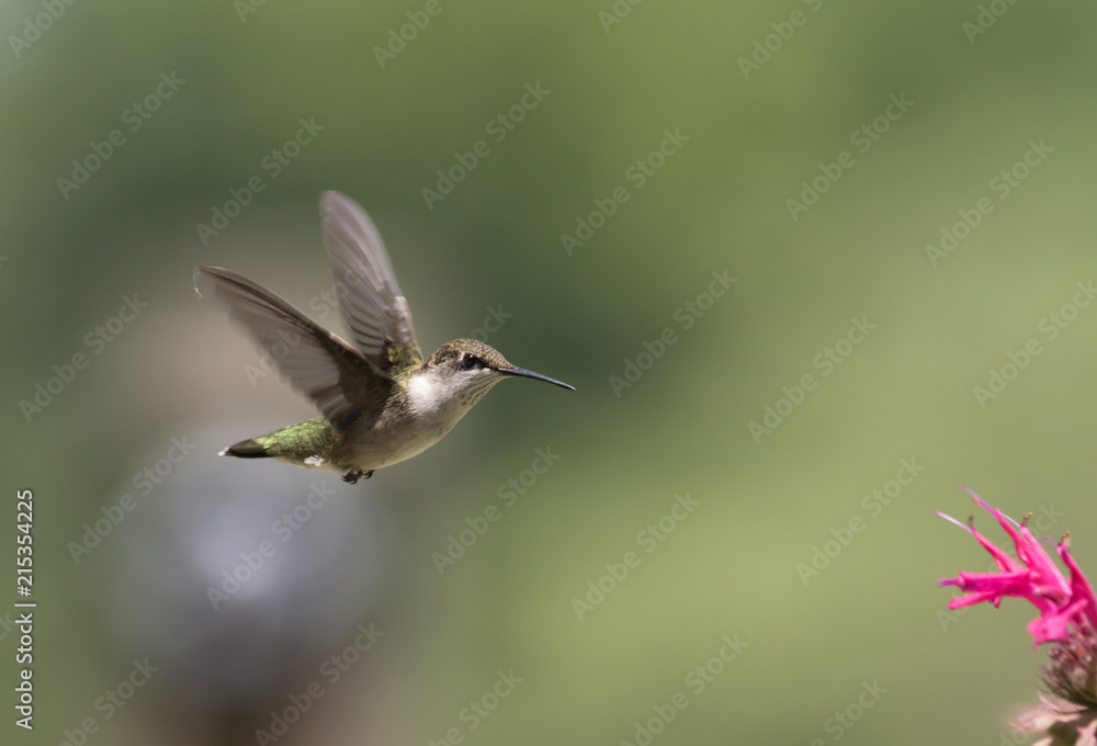 Fototapeta premium Hummingbird on Bee Balm 5