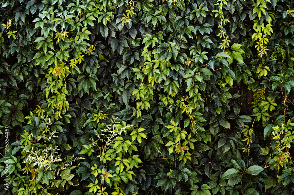 Obraz premium green leaves on wall background