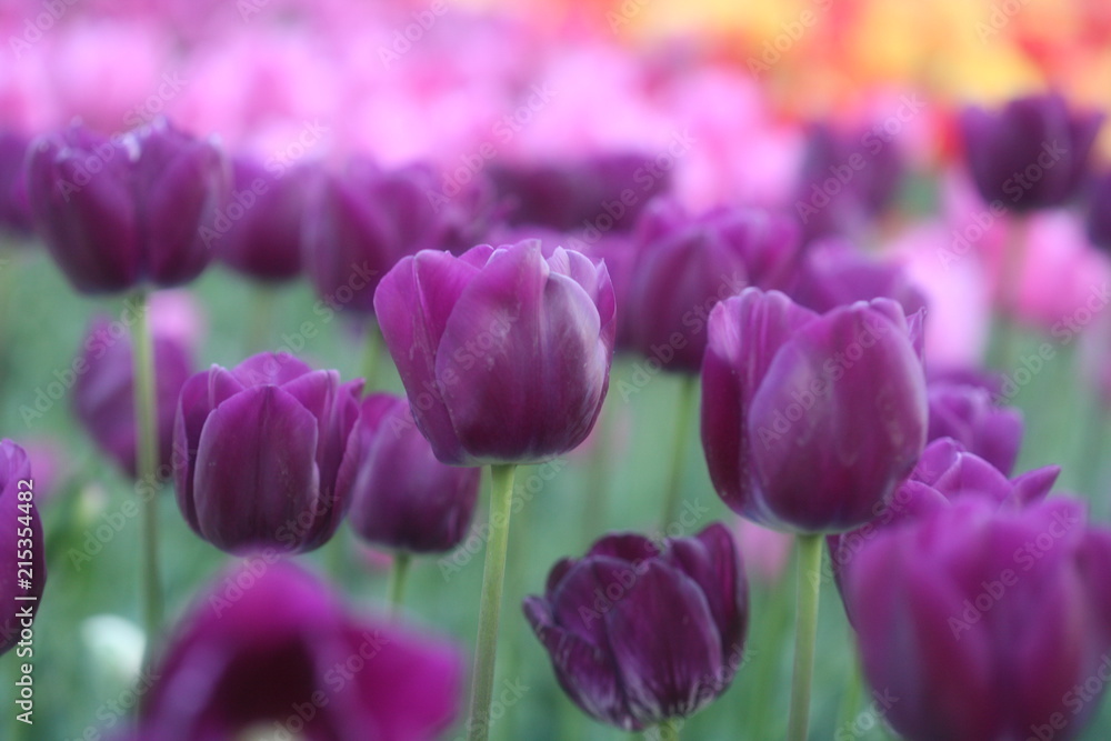 Fototapeta premium tulip