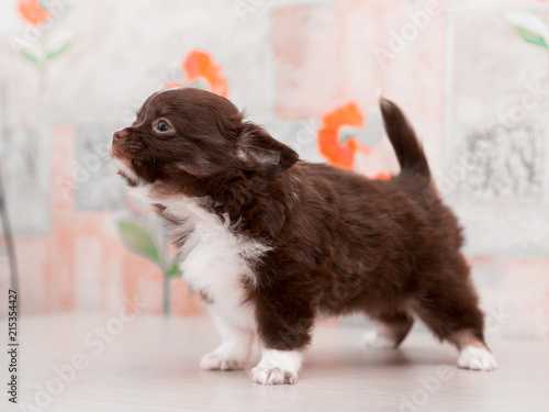 Chocolate-colored Chihuahua puppy.