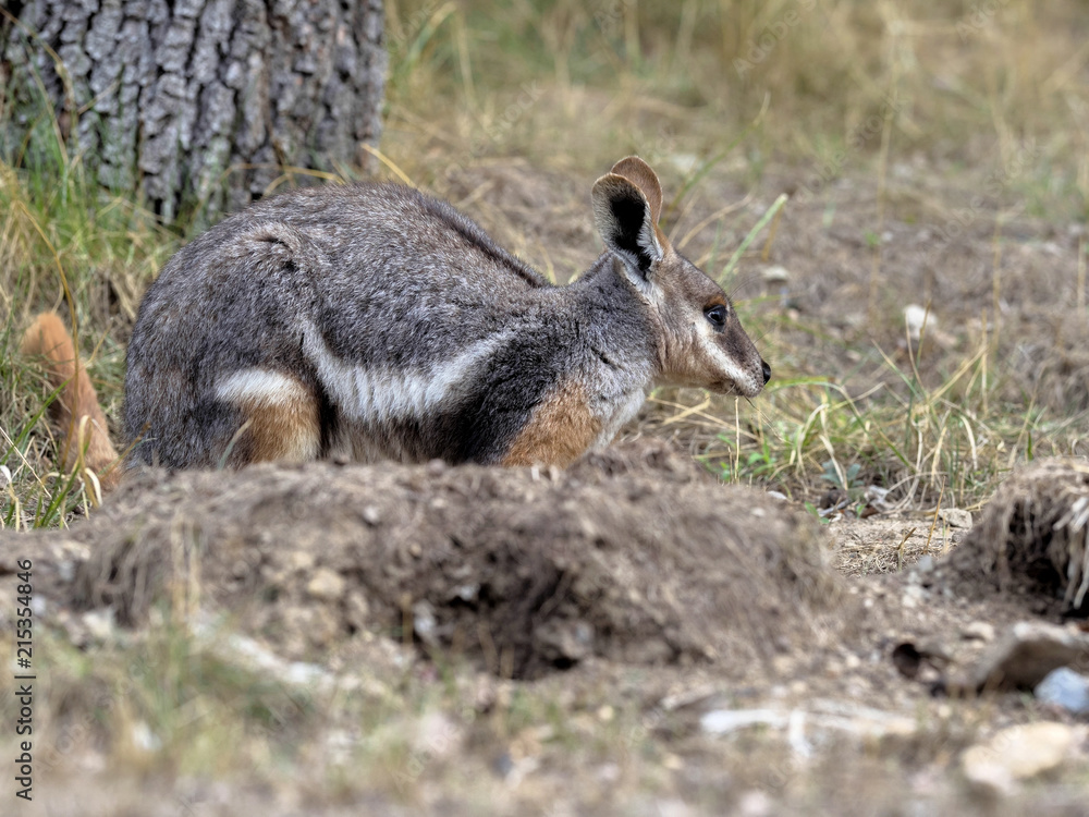 Yellow-footed Rock-wallaby, Petrogale xanthopus xanthopus, lives predominantly in the rocks Yellow-footed Rock-wallaby, Petrogale xanthopus xanthopus, lives predominantly in the rocks