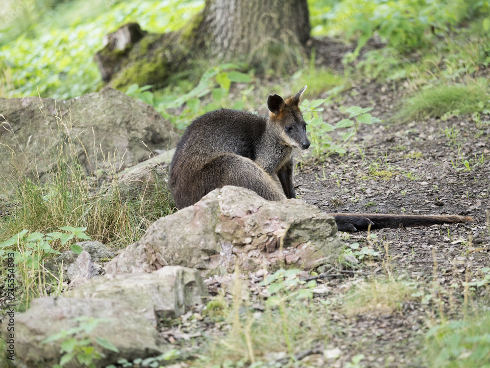 Fototapeta premium Swamp Wallaby, Wallabia bicolor, is one of the smaller kangaroos
