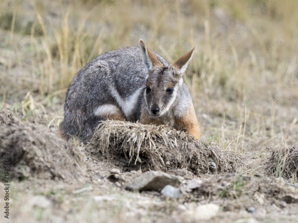 Yellow-footed Rock-wallaby, Petrogale xanthopus xanthopus, lives predominantly in the rocks Yellow-footed Rock-wallaby, Petrogale xanthopus xanthopus, lives predominantly in the rocks
