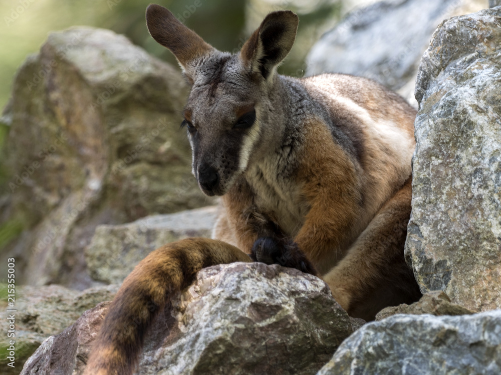 Naklejka premium Yellow-footed Rock-wallaby, Petrogale xanthopus xanthopus, lives predominantly in the rocks