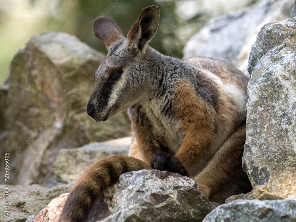 Yellow-footed Rock-wallaby, Petrogale xanthopus xanthopus, lives predominantly in the rocks Yellow-footed Rock-wallaby, Petrogale xanthopus xanthopus, lives predominantly in the rocks