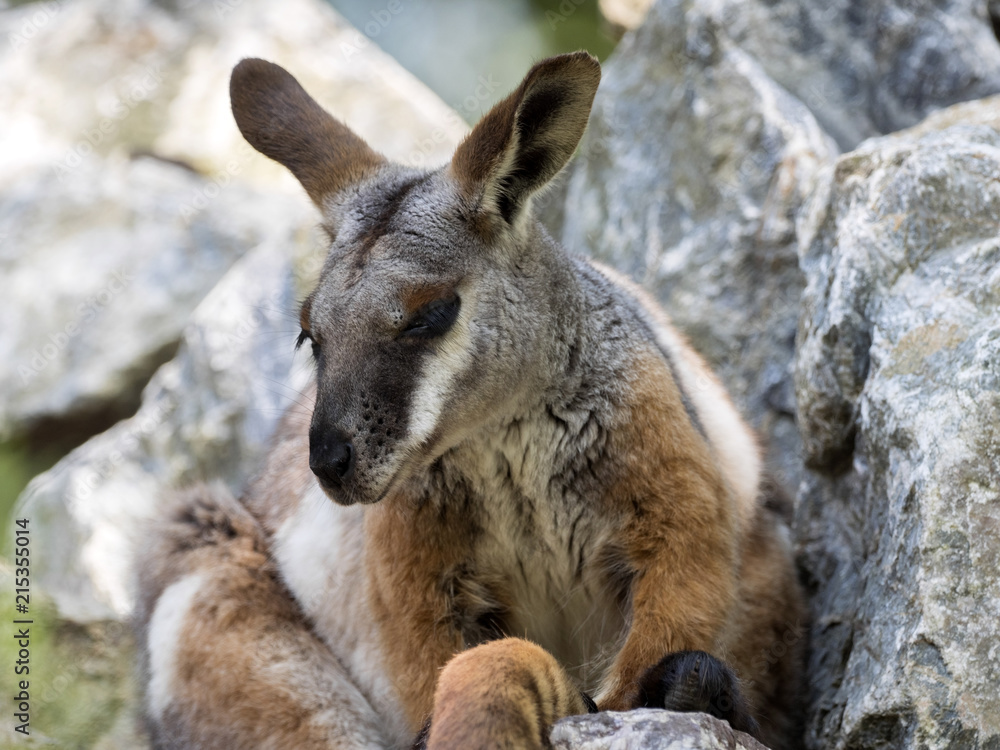 Fototapeta premium Yellow-footed Rock-wallaby, Petrogale xanthopus xanthopus, lives predominantly in the rocks