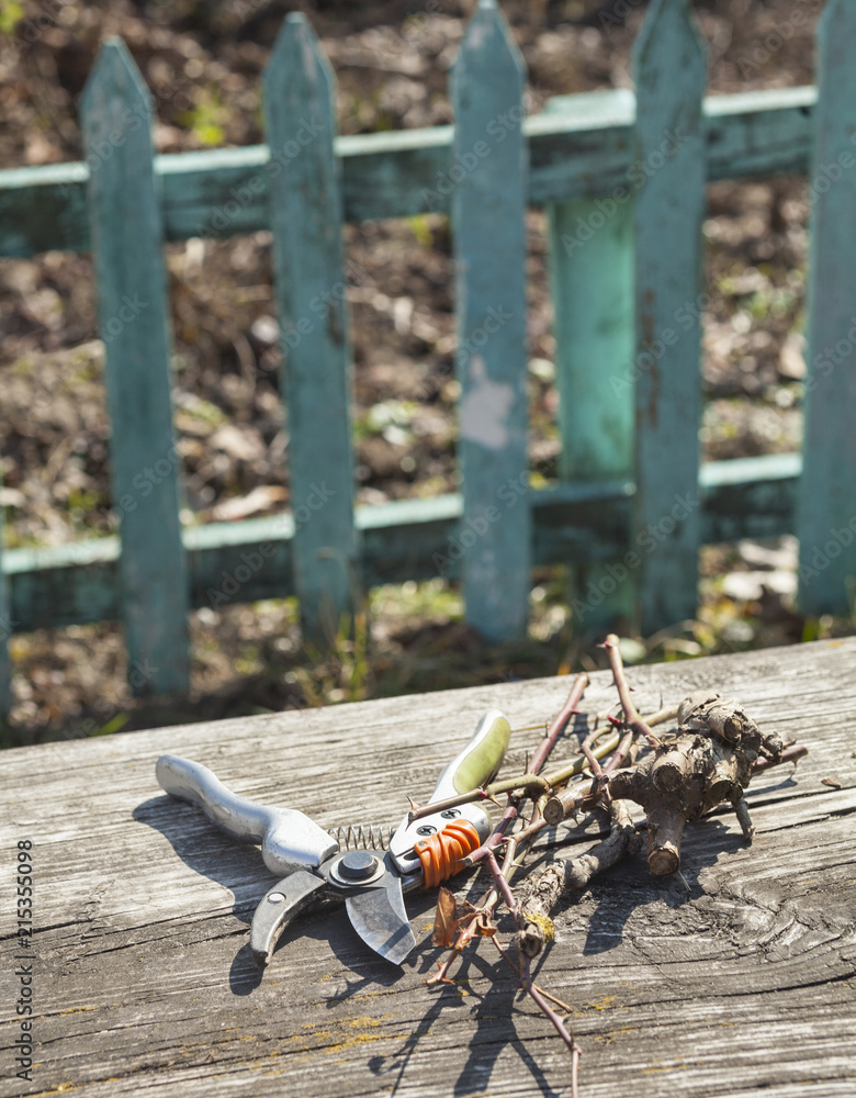 Pruning shears and cut branches