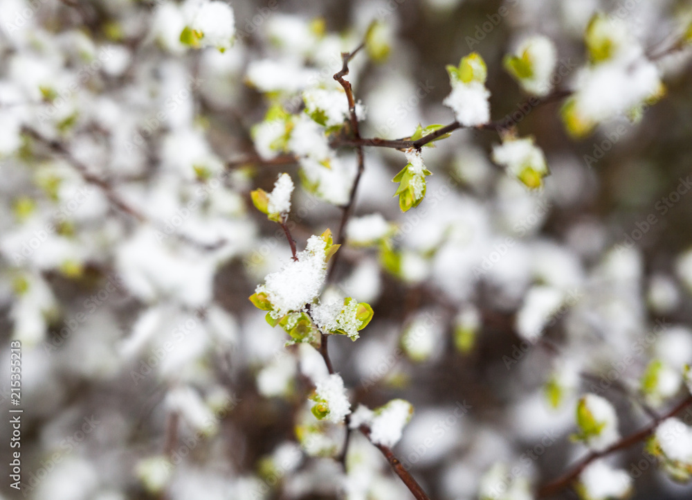 Snow on the green leaves. Snow on the green leaves.