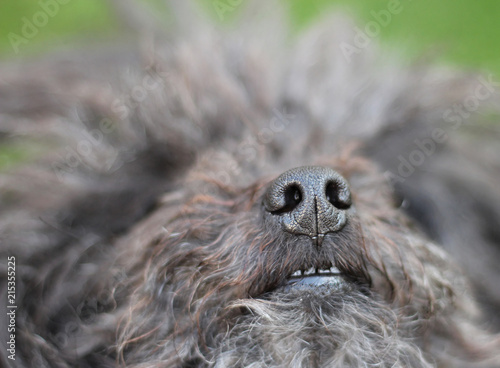 Muzzle of Russian Tsvetnaya Bolonka from close-up. Bolognese dog.  photo