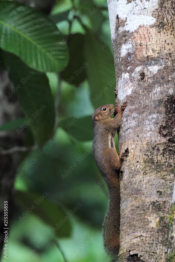 Plantain Squirrel (Callosciurus notatus) in Borneo, Malaysia - バナナリス Plantain Squirrel (Callosciurus notatus) in Borneo, Malaysia - バナナリス