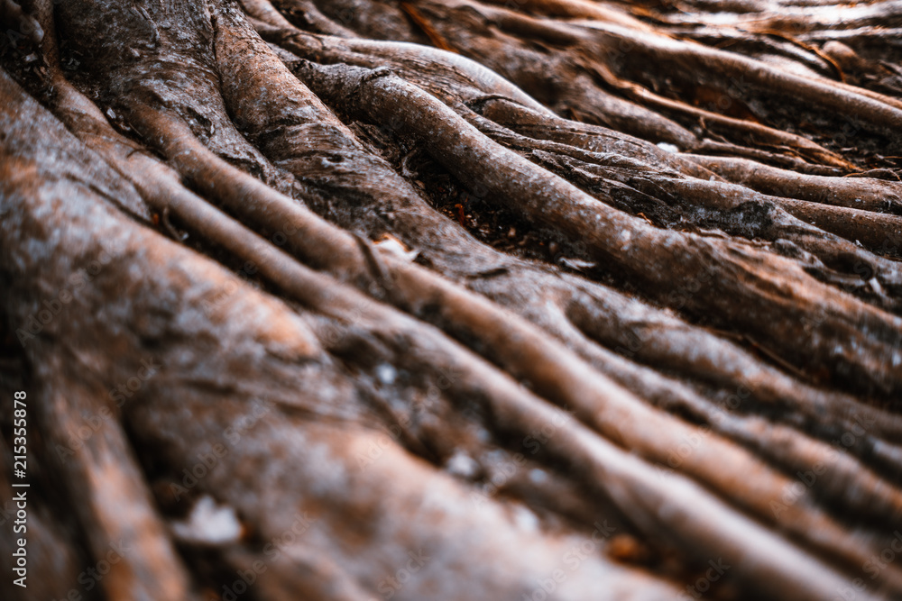 Dramatic huge roots of a tropical tree in a rainforest, with a shallow depth of field, selective focus on the middle distance Dramatic huge roots of a tropical tree in a rainforest, with a shallow depth of field, selective focus on the middle distance