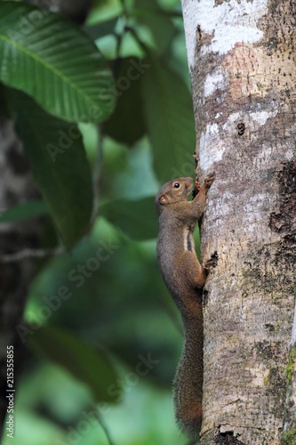 Plantain Squirrel  Callosciurus notatus  in Borneo  Malaysia -                