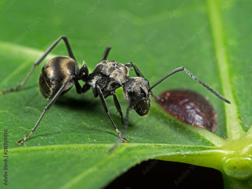 Macro Photo of Polyrhachis Dives Ant with Scale Insect on Green Leaf Macro Photo of Polyrhachis Dives Ant with Scale Insect on Green Leaf