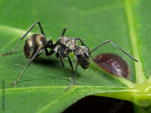 Macro Photo of Polyrhachis Dives Ant with Scale Insect on Green Leaf © backiris