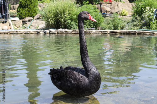 Swan black bird Red Book