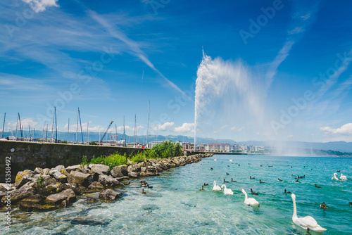 Jet d'Eau fountain on Leman lake with group of white swan and duck