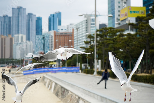 A many of black-tailed gulls that is a type of seagull is flying on the haeundae beach in Busan, Korea. They come closer to people to eat sweet shrimp snack which they enjoy always.  © sulccojang