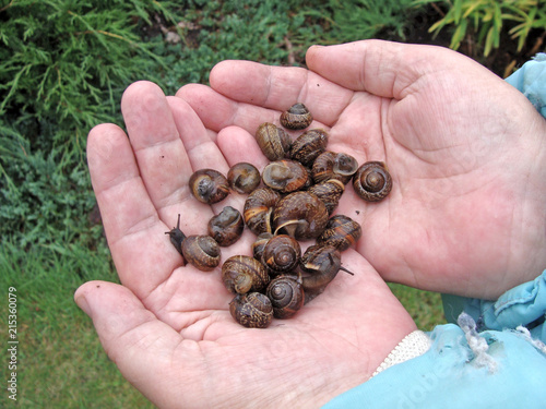 Snails on hands 2