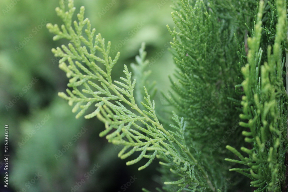 cupressus macrocarpa