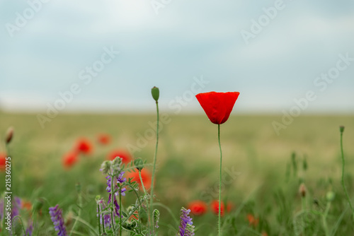 Fototapeta Naklejka Na Ścianę i Meble -  red flower of poppies on green field. soft focus