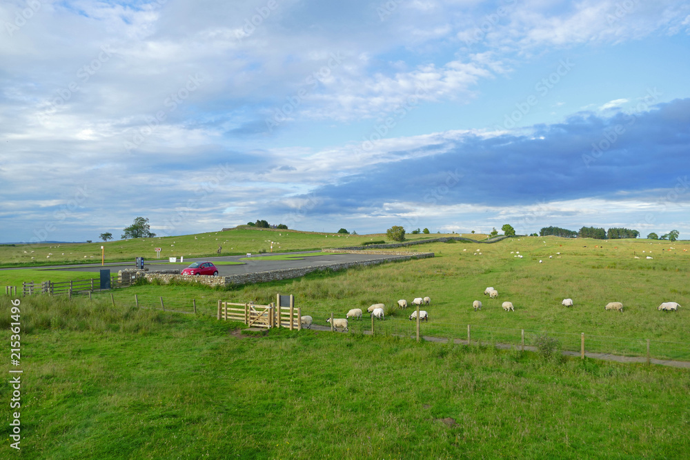 Meadows with sheep, North England