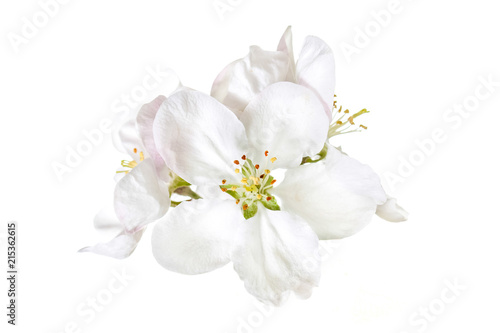 White spring flowers blossom, Floral wallpaper mock up © Sun-flower
