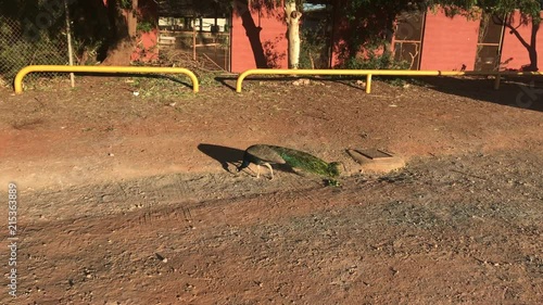 Peacock walking around in the dirt in the Pilbara of Western Australia photo