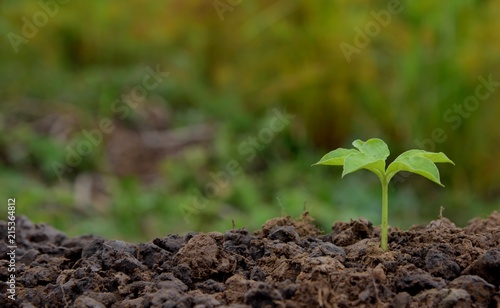 single young tree growing in soil nature on green and yellow nature background, put on the right, trees nature concept idea.