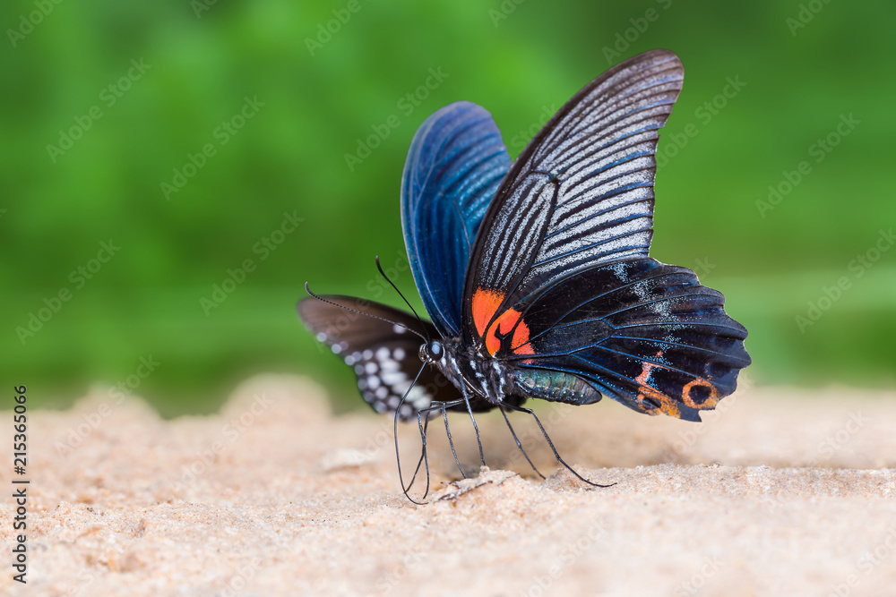 Fototapeta premium Great Mormon (Papilio memnon) butterfly