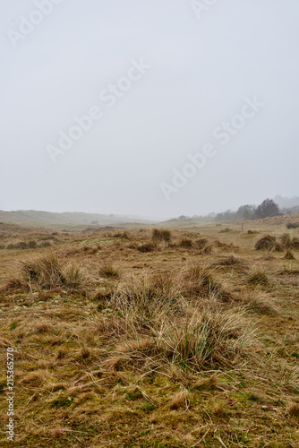 misty moorland landscape