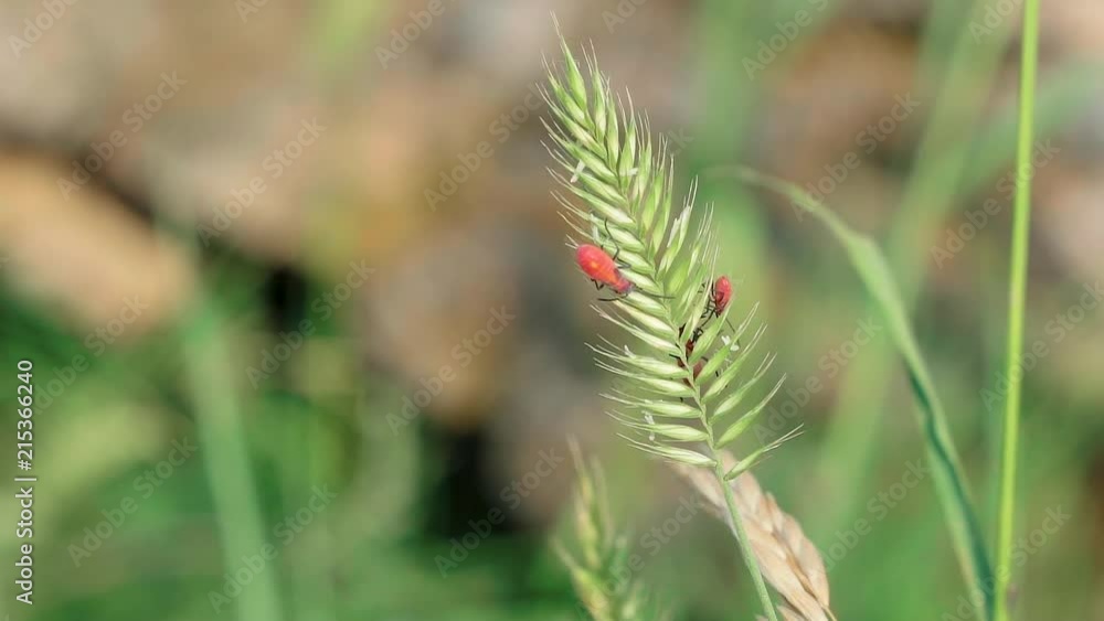 Close up of Fire Beetles Crawling On Wild Wheat Grass In the Mountains During the Summer. Close up of Fire Beetles Crawling On Wild Wheat Grass In the Mountains During the Summer.