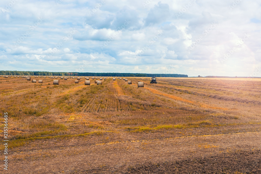 Fototapeta premium Rural landscape with field and haystacks. Countryside landscape and cloudy sky.