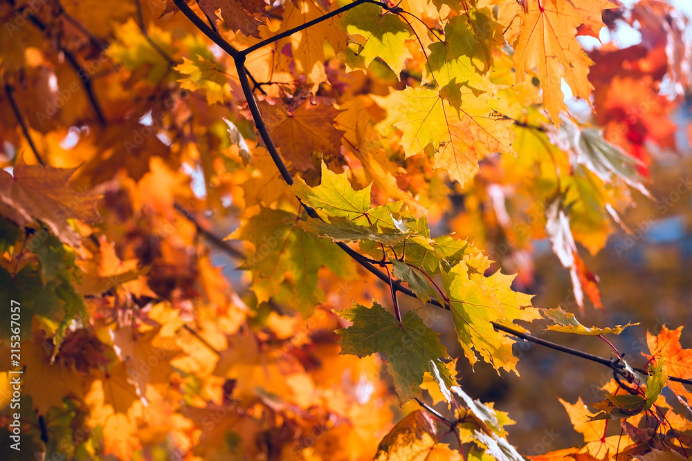Yellow maple leaves. Beautiful autumn background Yellow maple leaves. Beautiful autumn background