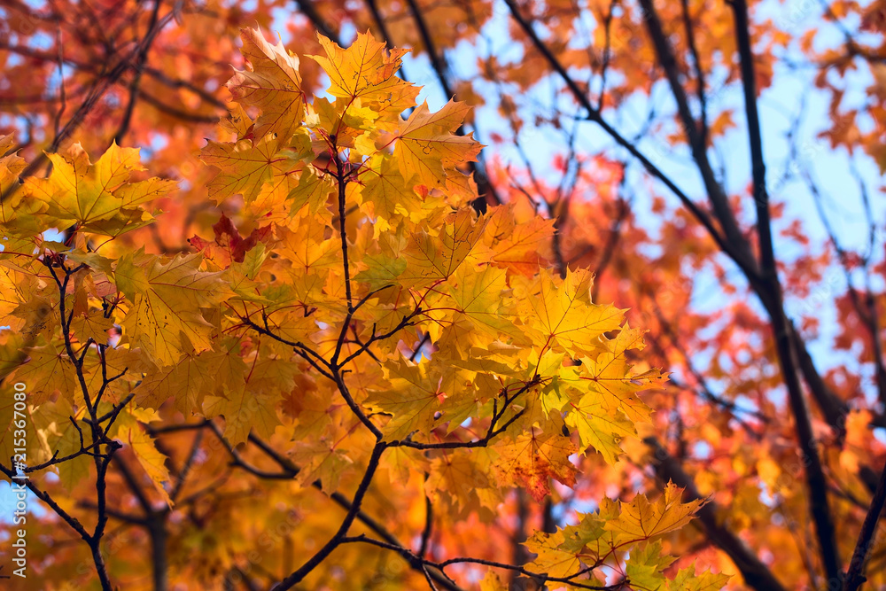 Yellow maple leaves. Beautiful autumn background