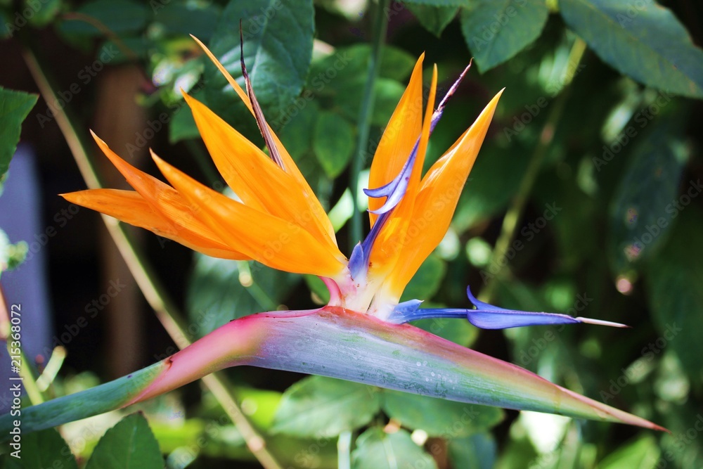 Bird of Paradise Plant