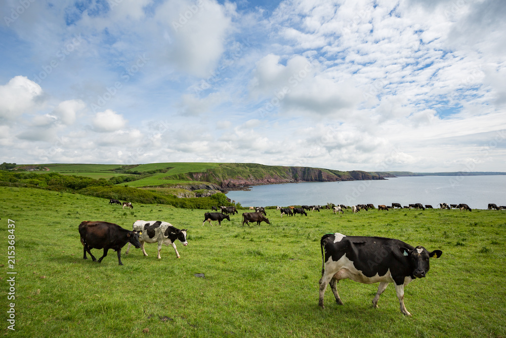 Dairy cattle grazing on the cliffs at Barafundle bay in Wales, United Kingdom Dairy cattle grazing on the cliffs at Barafundle bay in Wales, United Kingdom