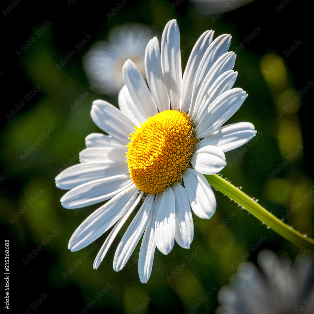 Fototapeta premium Big Daisy