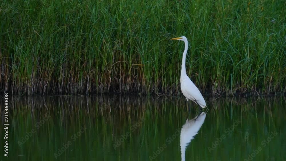 Snowy Egret in pond, in Columbus Ohio, Audubon Park Snowy Egret in pond, in Columbus Ohio, Audubon Park