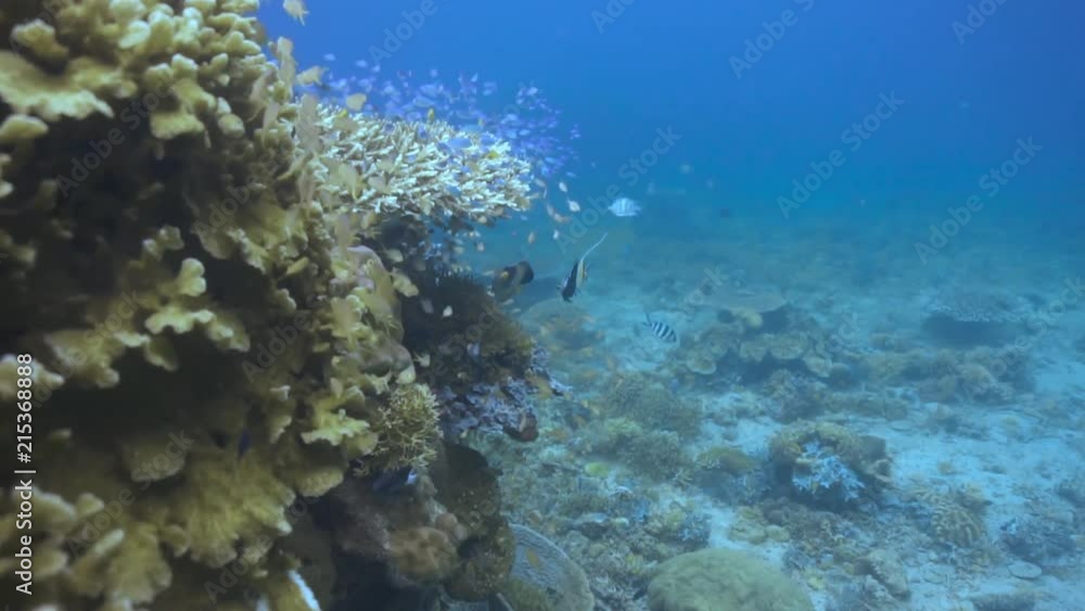 Diving in a shallow reef with beautiful corals and colorful reef fish Diving in a shallow reef with beautiful corals and colorful reef fish